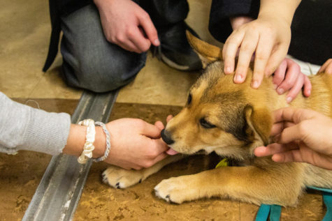 Betsy, one of the TLC puppies, licks the hand of a student with interest.