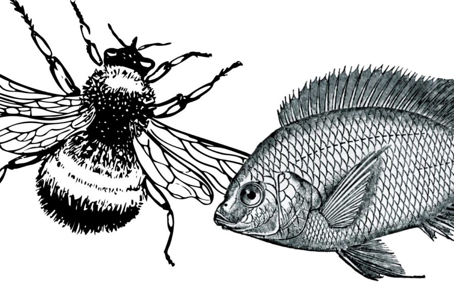 Bee Club vs. Fish Club