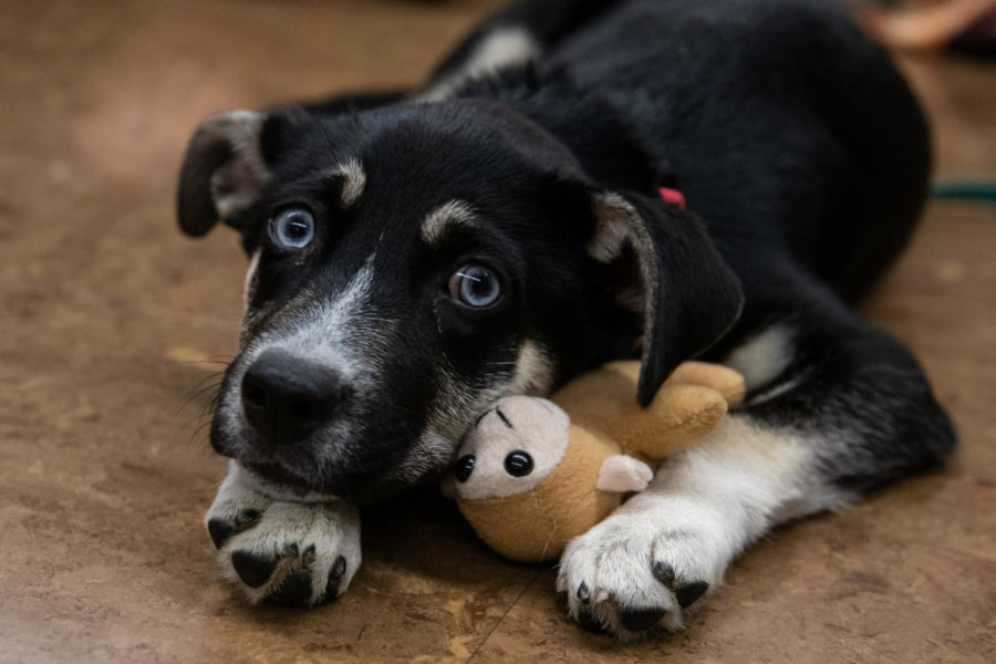 A blue-eyed puppy rests his head on his toy. 