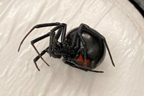 Black Widow spider placed on a dish, ready to be examined in Mr. Styers room. 