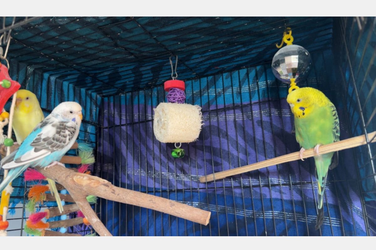 CRITTER CORNER: Parakeets Banana, Sunny, Bubbles
