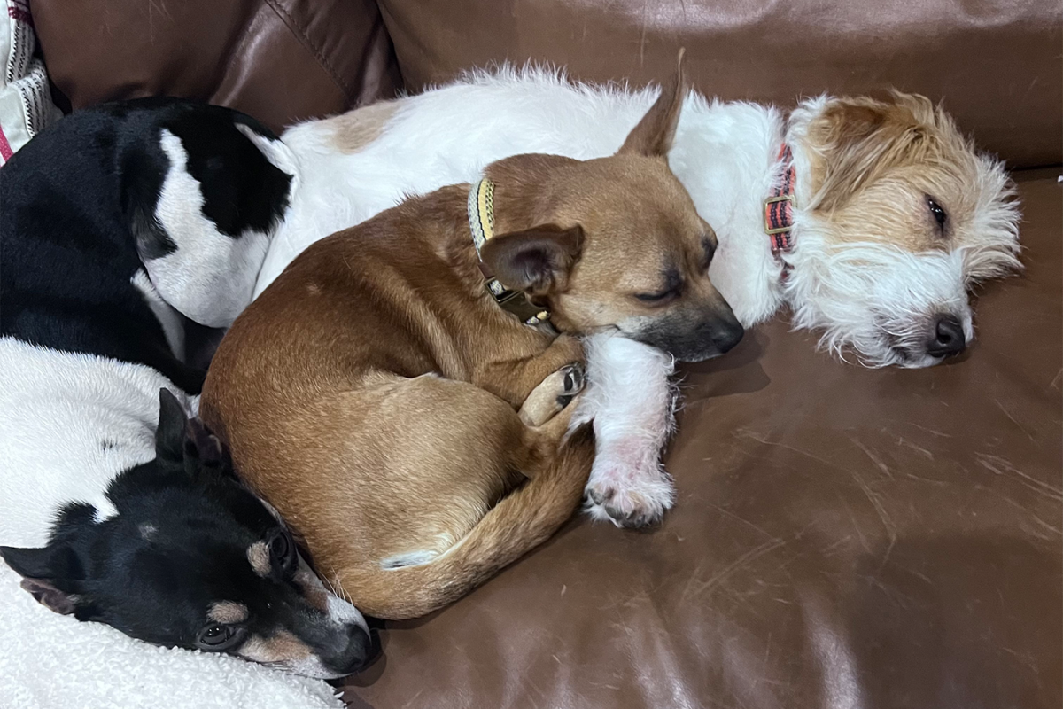 Junior Ella DiBonaventura and Luci DiBonaventura’s three dogs rest on the family’s couch. The twins have a strong bond with them as the family has had dogs since the sisters were elementary schoolers.
