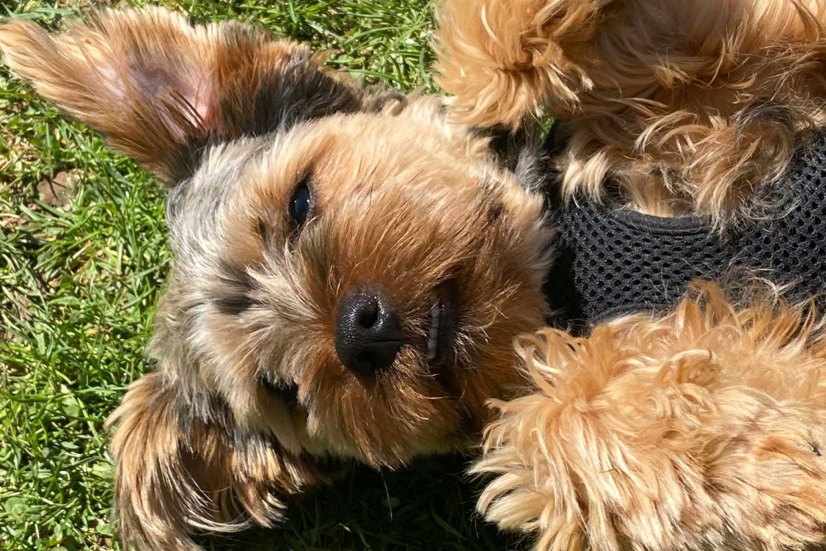 Who’s a good boy? Senior Christina Si’s dog Olly playfully rolls in the grass. 