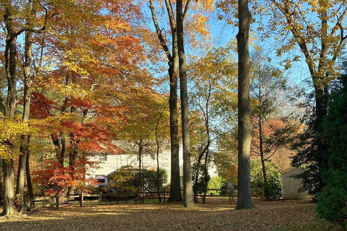 A vibrant scene of autumn trees showcases the season's natural foliage.