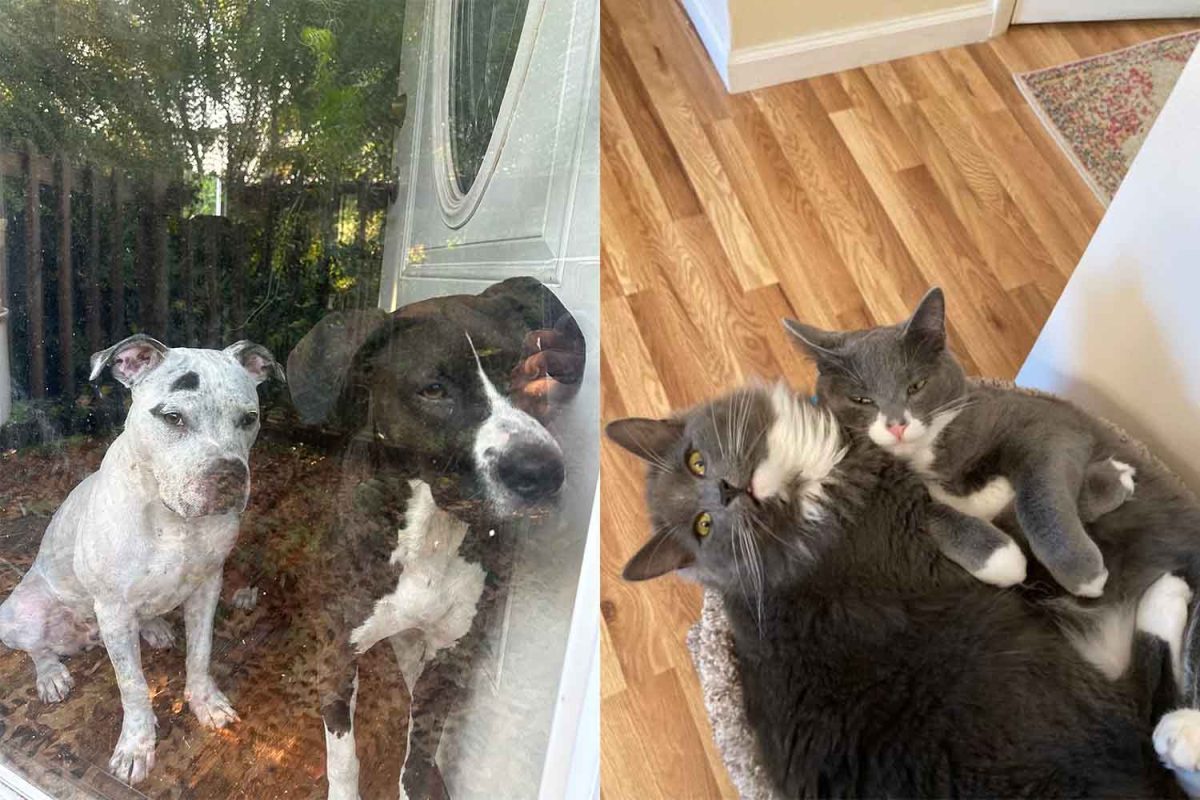 LEFT: Constables’ dogs, Colonel
Basher and Evie together. RIGHT: Constables’ cats,
Pockets and Buttons cuddle together.