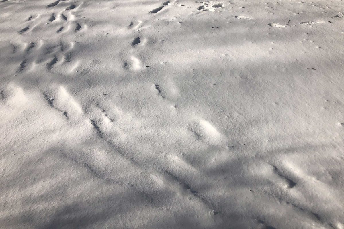 Footprints from a walk with a friend in the snow