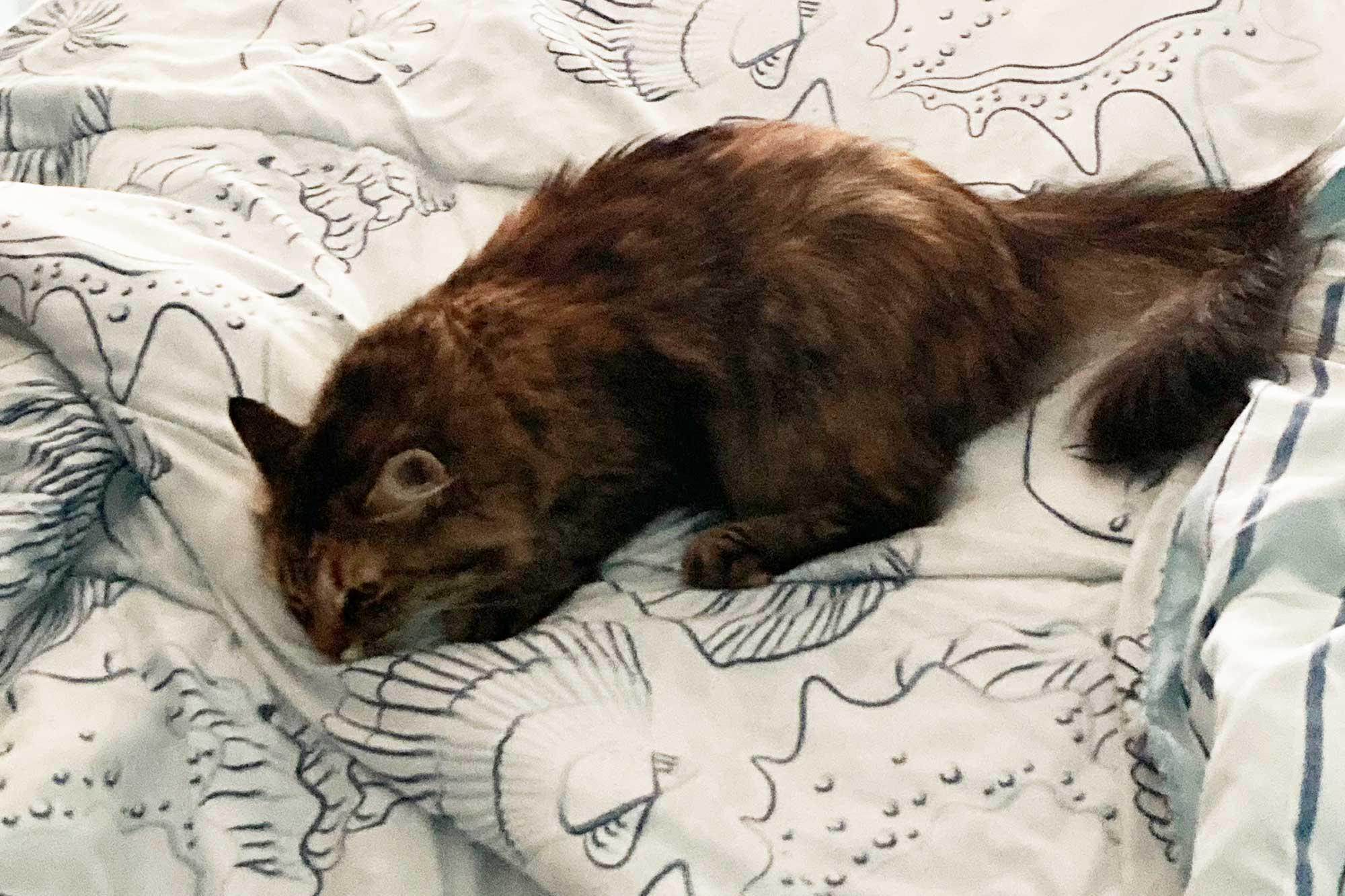 Minka, Nico McPherson’s cat,
rests on his bed. PHOTO: Nico McPherson