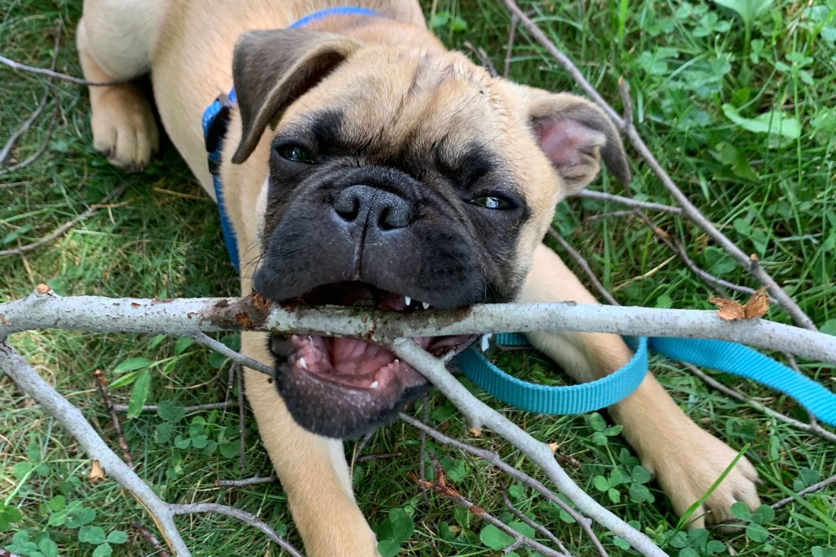 Gus sits outside, chewing on a stick, relaxing. (Provided by Kay and Ella Liberi)