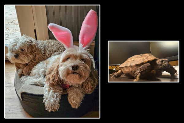 Navigation to Story: CRITTER CORNER: Honey, Pippin, Stella