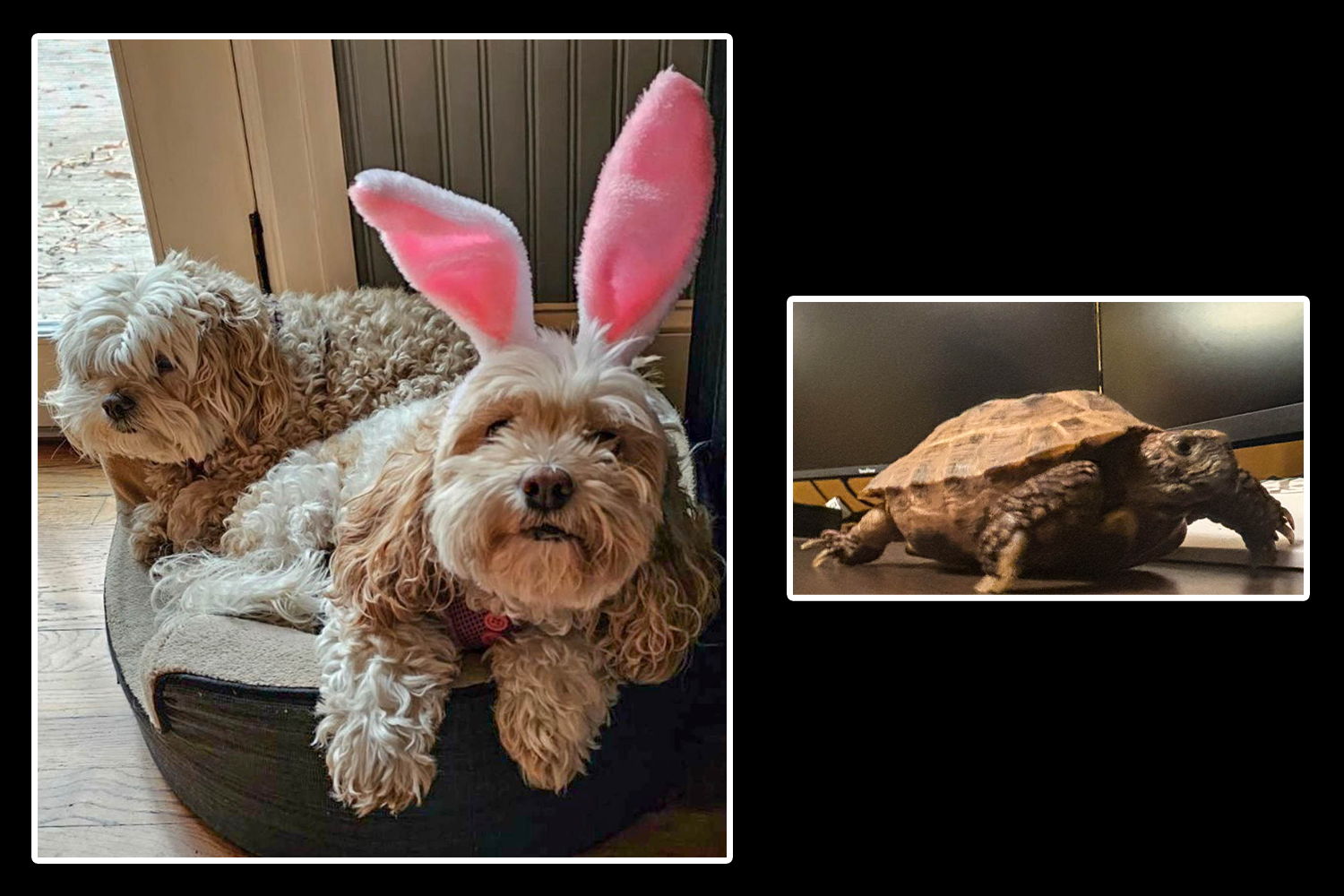 PHOTO ILLUSTRATION | Nate Mitchell's three pets: Stella the tortoise, along with Honey and Pippin, the cockapoos. Photos provided by Nate Mitchell