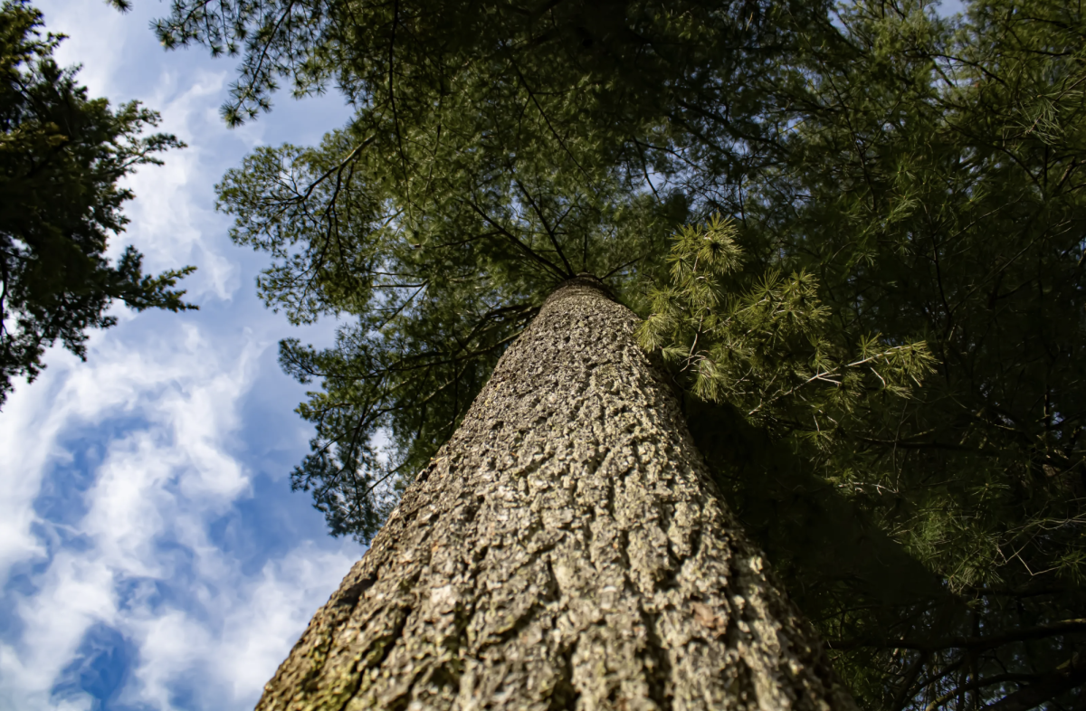 A tree in Strath Haven towers over the ground, its full spring branches reaching to the sky.