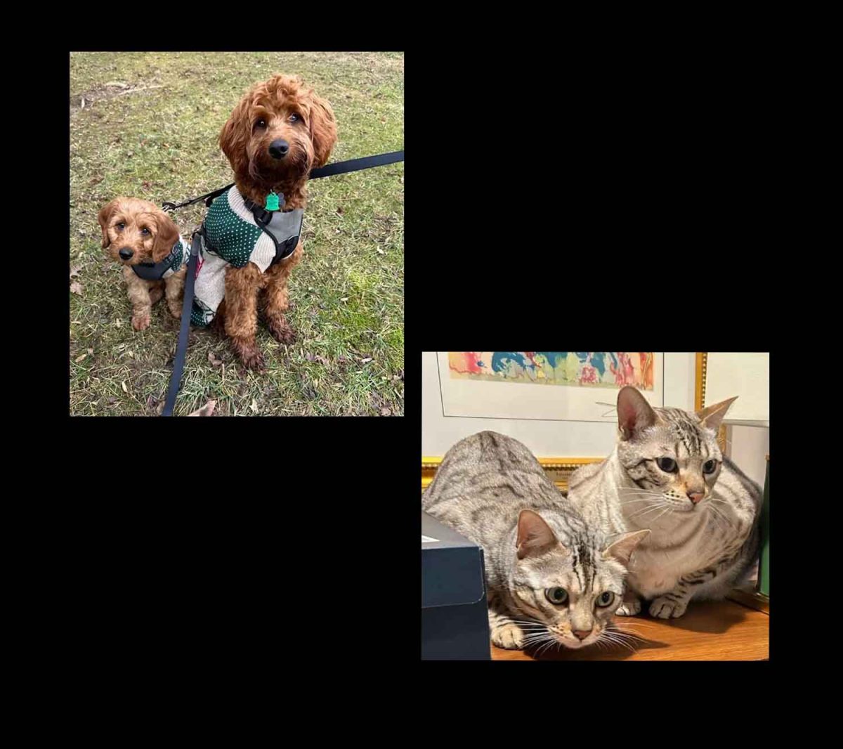 Freshman Noel Springer’s pets. PHOTOS PROVIDED BY: Noel Springer