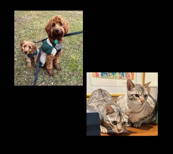 Navigation to Story: CRITTER CORNER: Yuki, Sumi, Milo, Theo