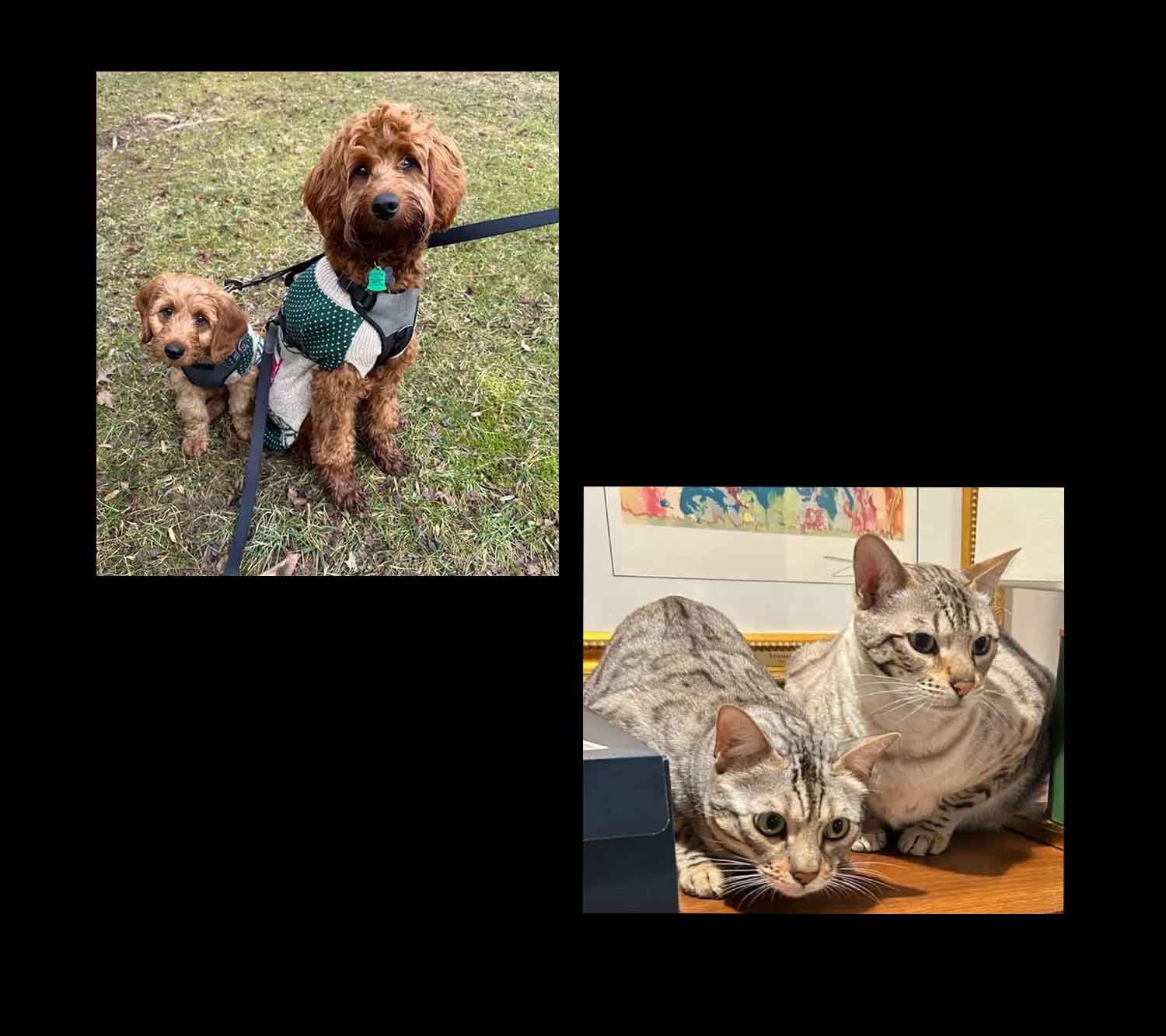 Freshman Noel Springer’s pets. PHOTOS PROVIDED BY: Noel Springer