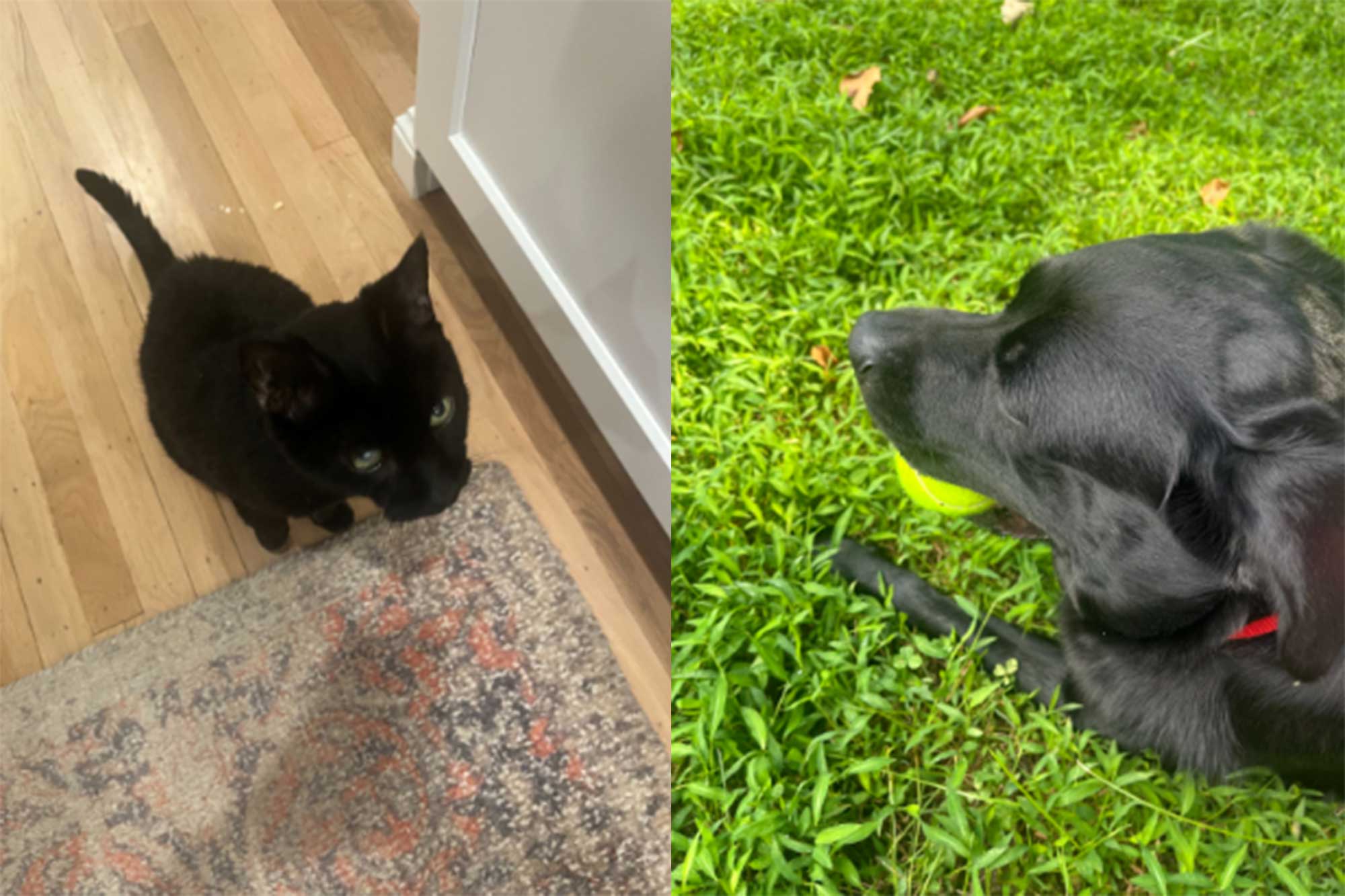 Elmer MacMullan's foster dog, Morty, and his cat, Leeloo.