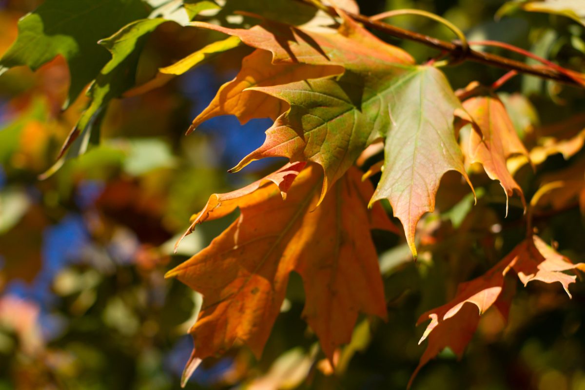 As the fall air crisps, the leaves fade into an auburn shade of warmth.