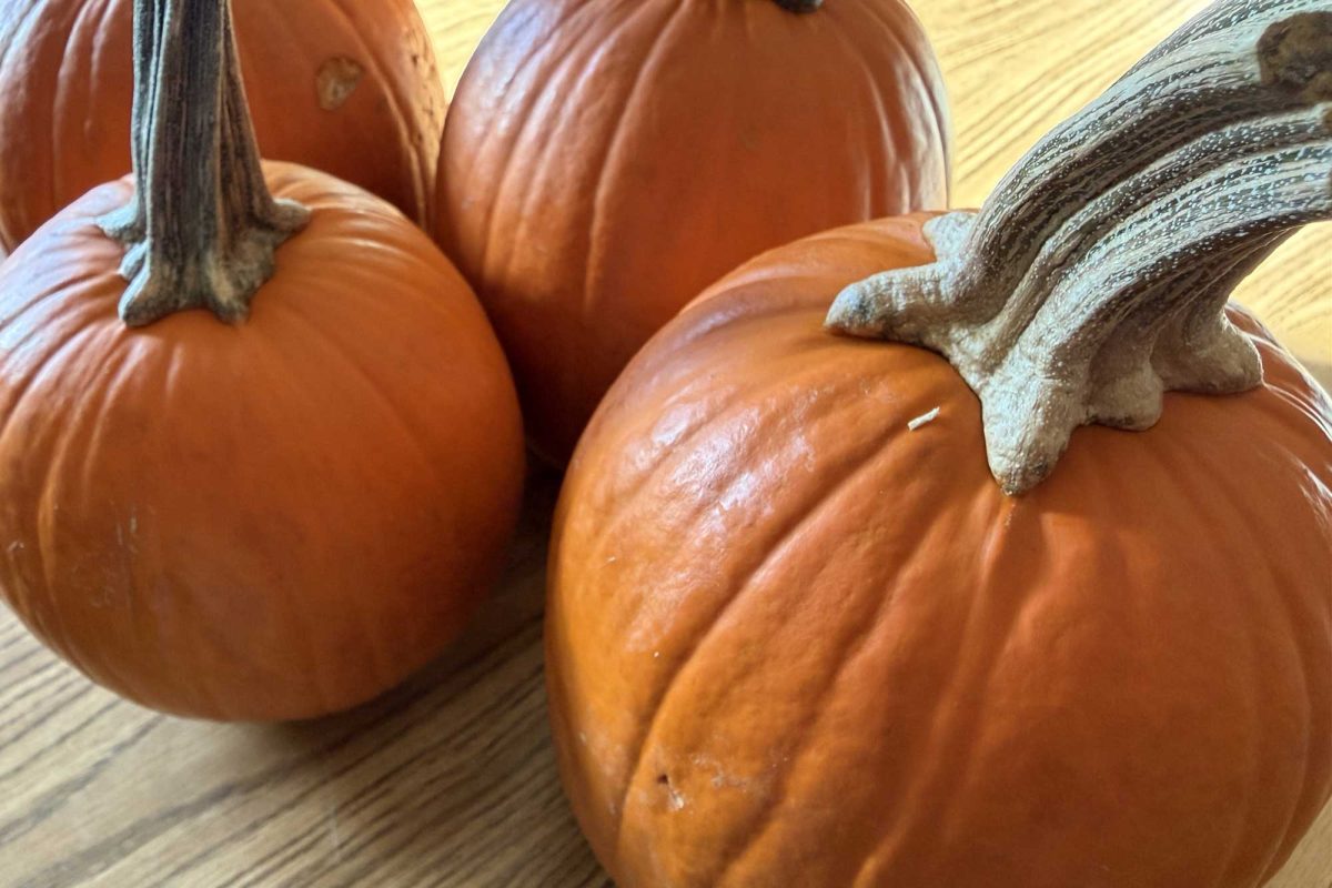 Pumpkins await new homes in the media lab on Friday, October 31. (K. Plows)