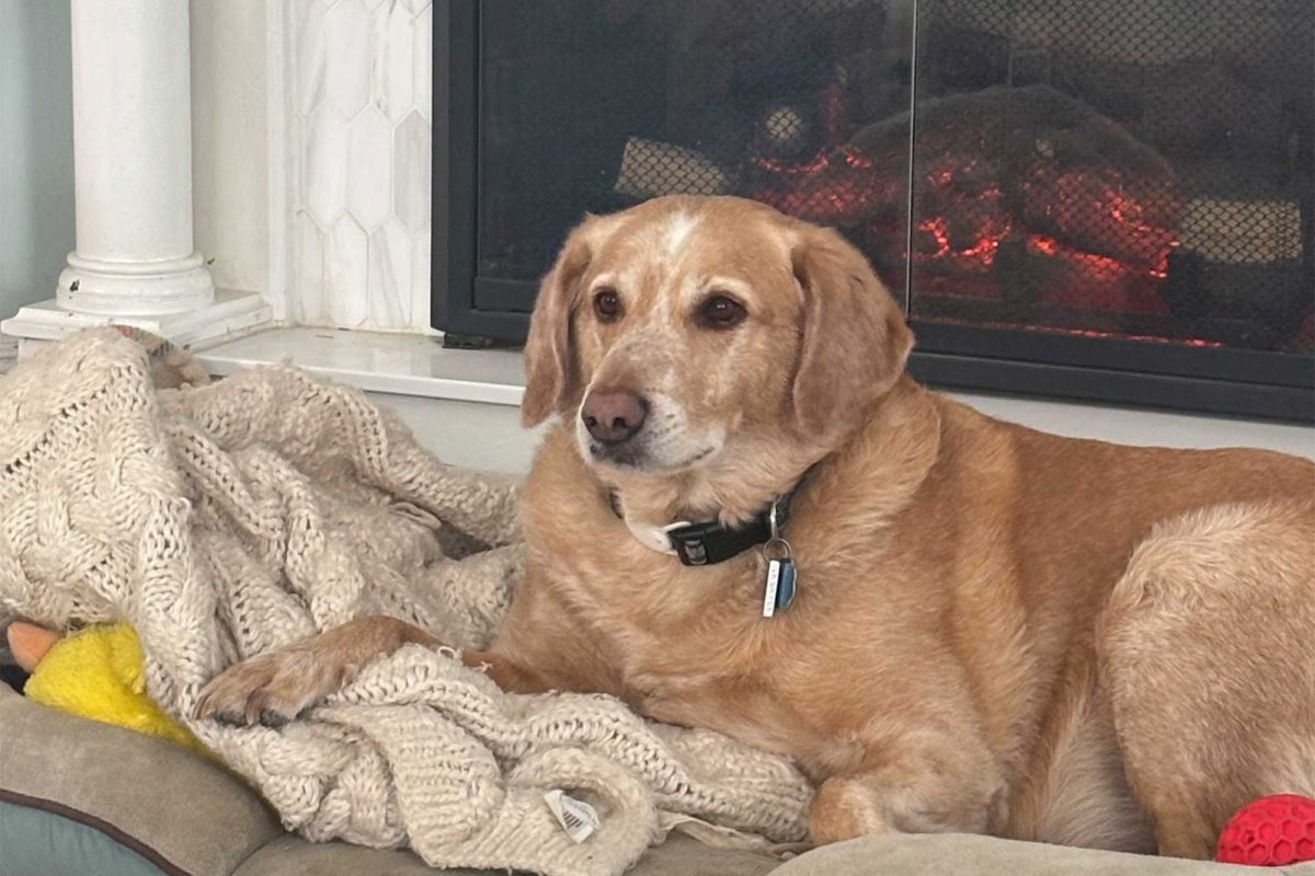 Junior Margaret Peterson's dog Truman sits on throne of blankets.